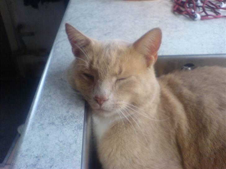 Huskat Mille billede 4