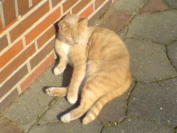 Huskat Mille - dovner på terassen  billede 5