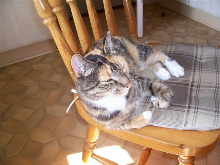 Huskat MisMiv billede 1