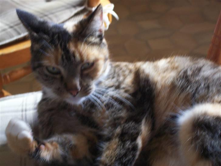 Huskat MisMiv billede 2