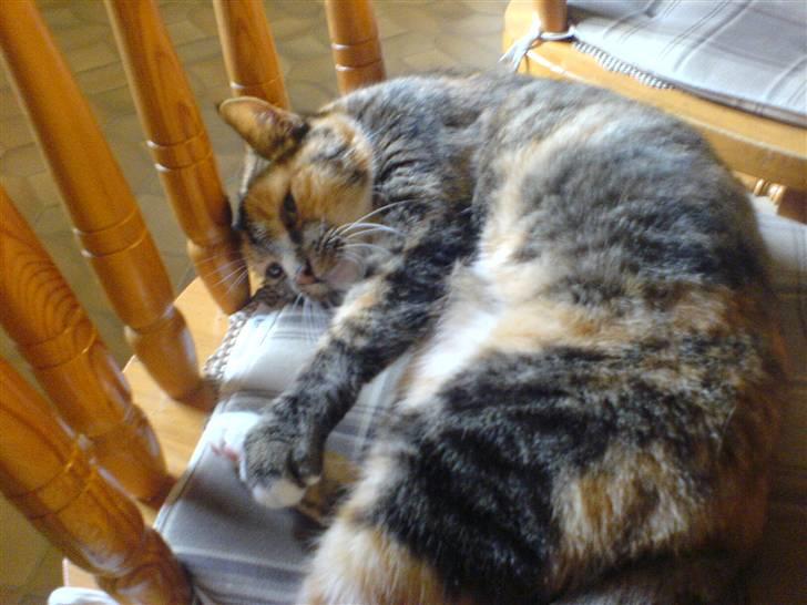 Huskat MisMiv billede 3