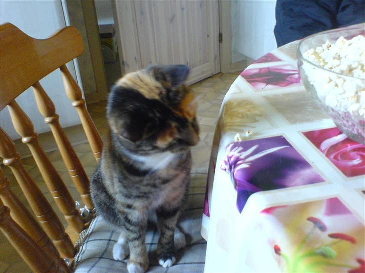 Huskat MisMiv - Lille Vulle kigger på popcorn <3i billede 4