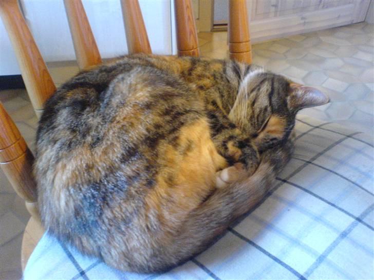 Huskat MisMiv billede 5