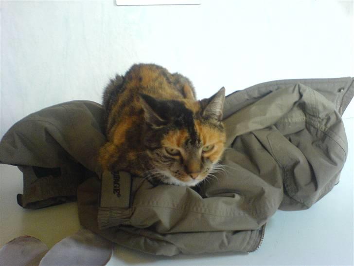 Huskat MisMiv - Lille Vulle ligger på min ridejakke<3 billede 6