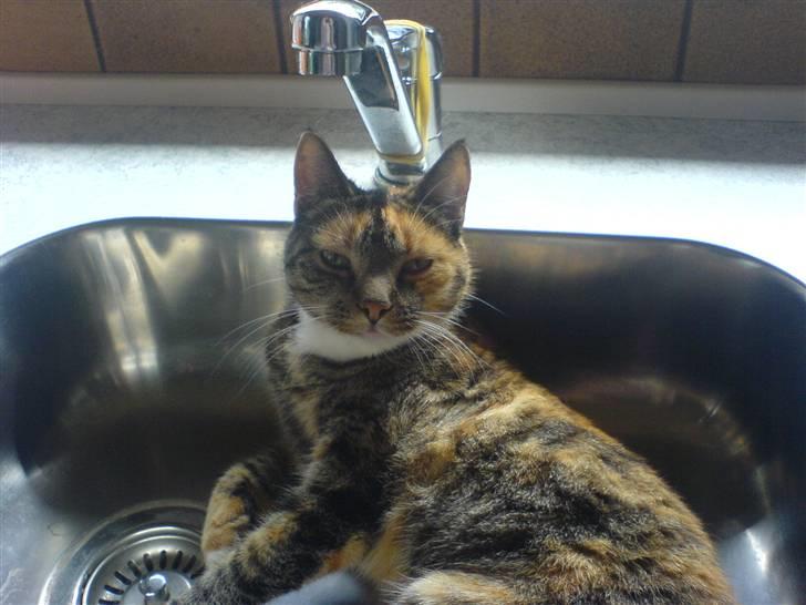 Huskat MisMiv - Lille Vulle sidder i håndvaksen billede 7