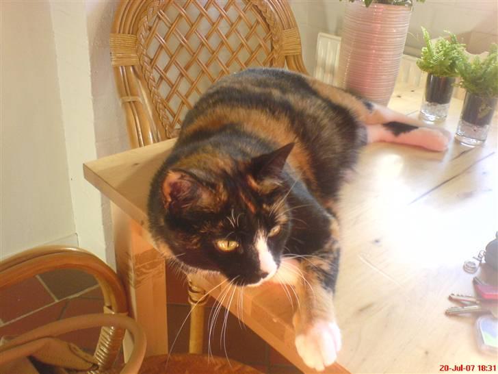 Huskat Tulle - her må jeg nu ikke være, men jeg prøver alligevel .....ser lige hvad der sker. billede 1