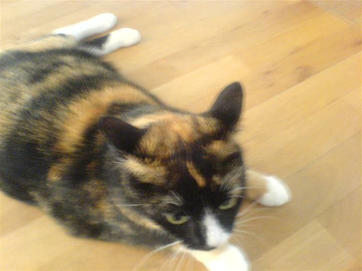 Huskat Tulle - låner lige gulvet, min ven Baloo, hunden er ude. billede 2