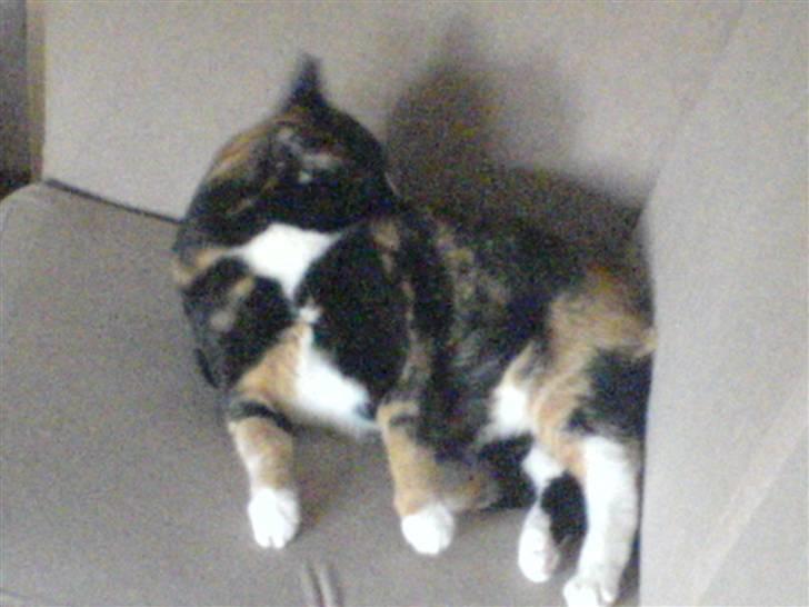 Huskat Tulle - jeg elsker mit hjørne i sofaen. billede 3