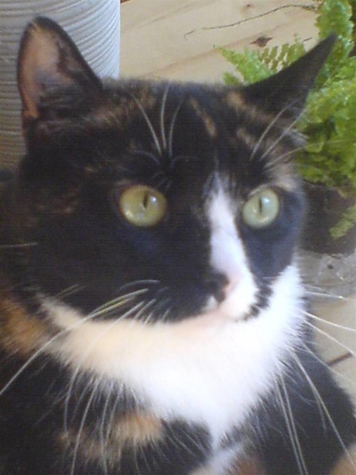 Huskat Tulle - jeg tænker lige lidt over tingene. billede 4