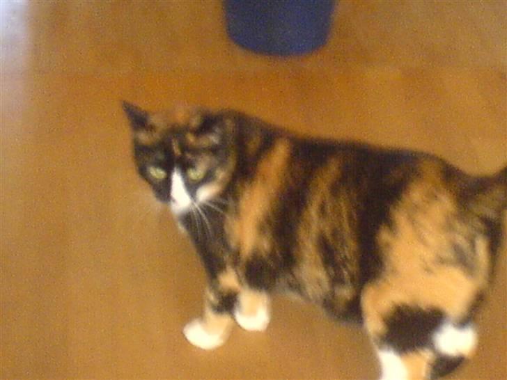 Huskat Tulle - det er som om jeg kan høre Baloo komme, han er lidt for livlig til mig  billede 5