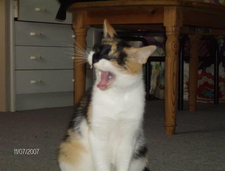 Huskat Snuffie - Åååhhh SÅÅÅÅÅ træt! billede 11