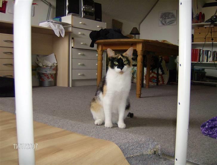 Huskat Snuffie - Hej billede 12