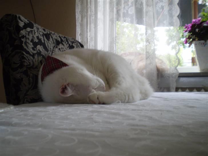 Huskat Fritz billede 12