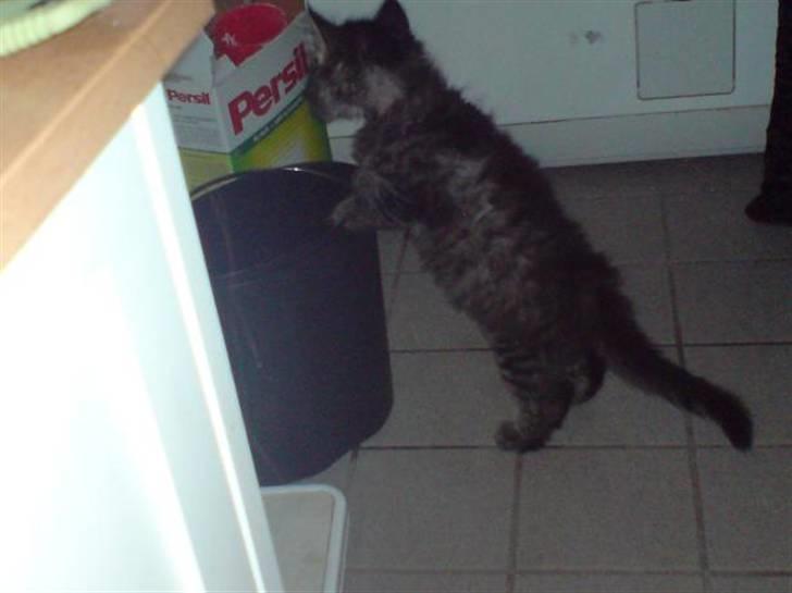 Maine Coon Nala - nala som killing :D  billede 8