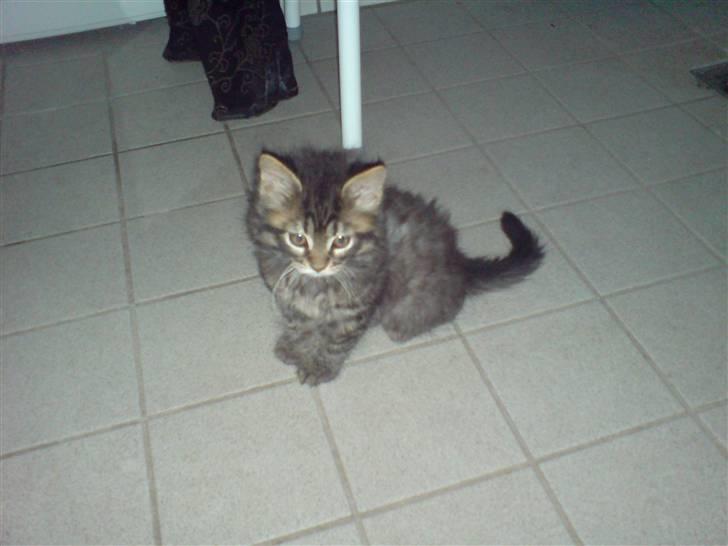 Maine Coon Nala - nala som killing :D  billede 6