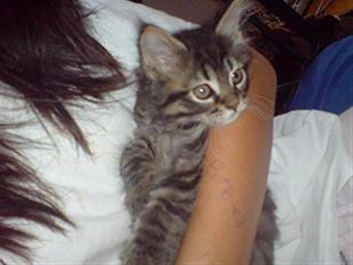 Maine Coon Nala - nala som killing :D  billede 7