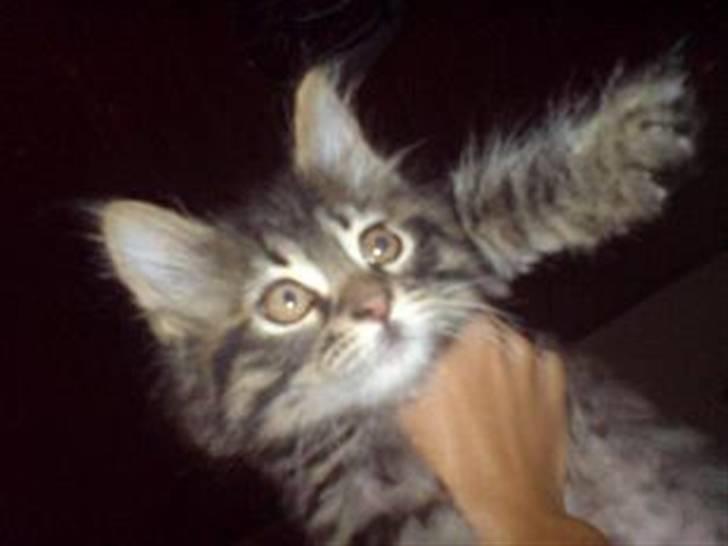 Maine Coon Nala - nala som killing :D  billede 5