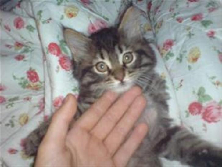 Maine Coon Nala - nala som killing :D  billede 9