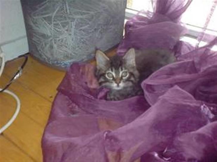 Maine Coon Nala - nala som killing :D  billede 10