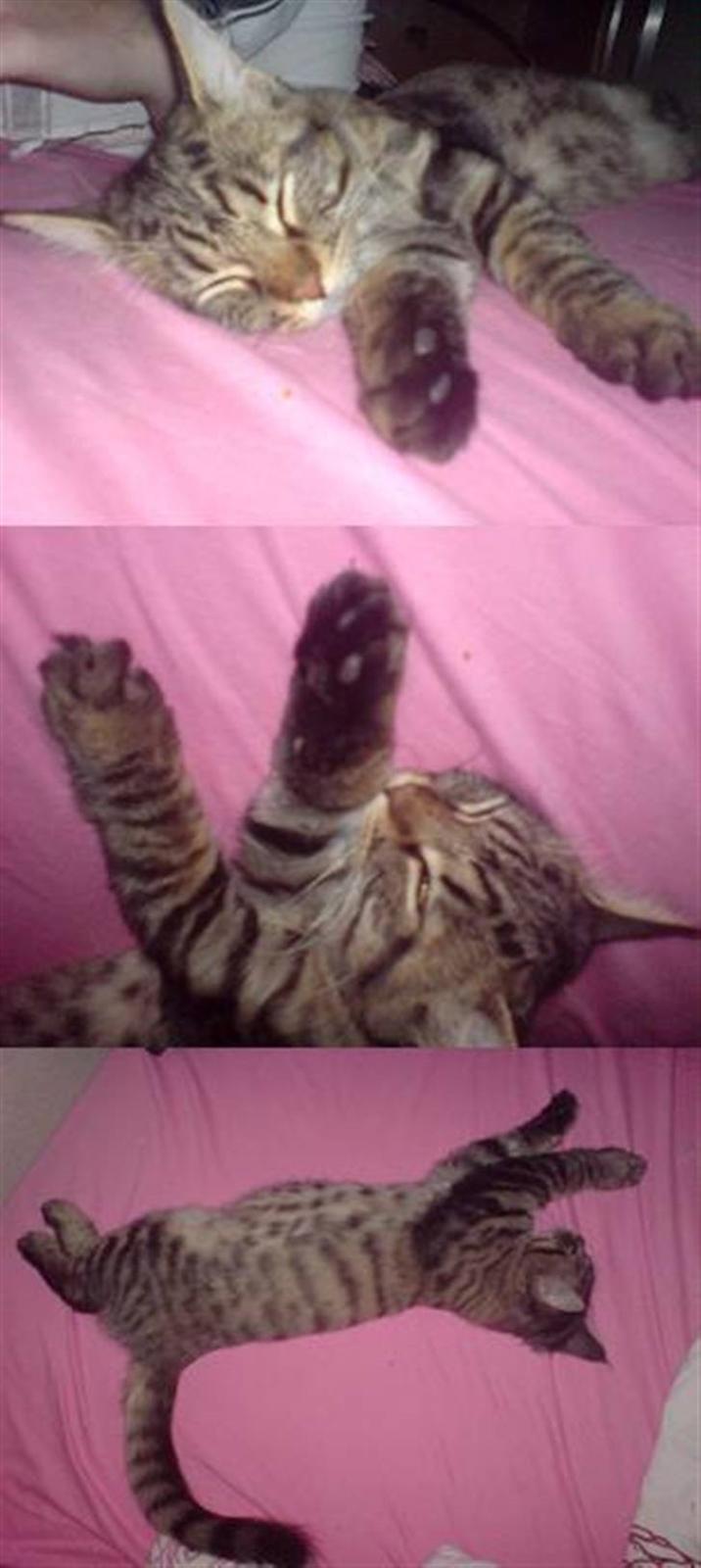 Maine Coon Nala - nala som stor killing :D  billede 11