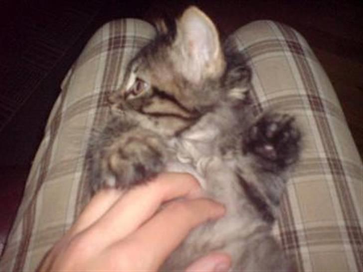 Maine Coon Nala - nala som stor killing :D  billede 12