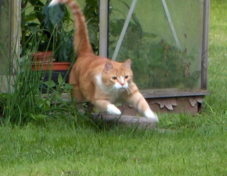 Huskat Fie billede 20