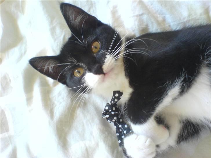 Huskat Sisse - Det er så mig, Sisse! billede 1