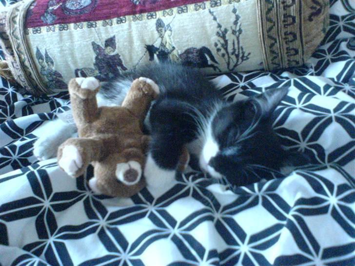 Huskat Sisse - Her ligger jeg og putter med min ven, Bamse:-) billede 2