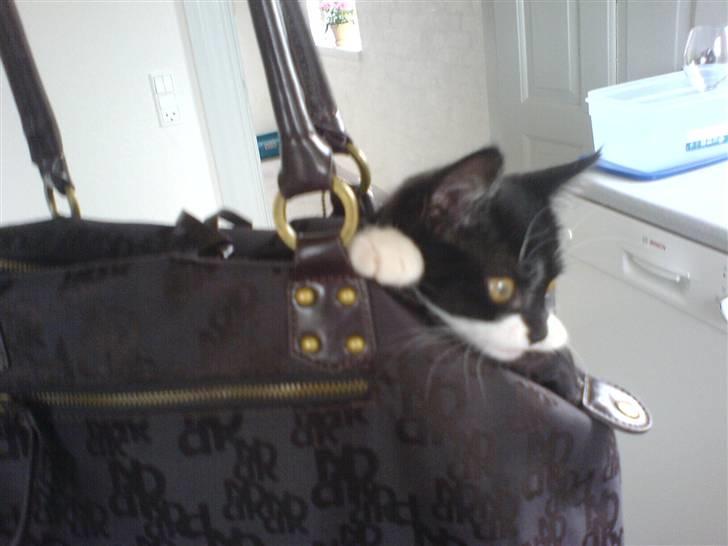 Huskat Sisse - Her går jeg lige en tur med mor i hendes taske billede 3