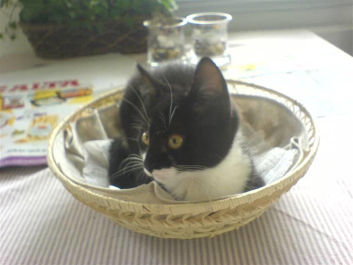 Huskat Sisse - Brødkurven er bare dejlig! billede 4