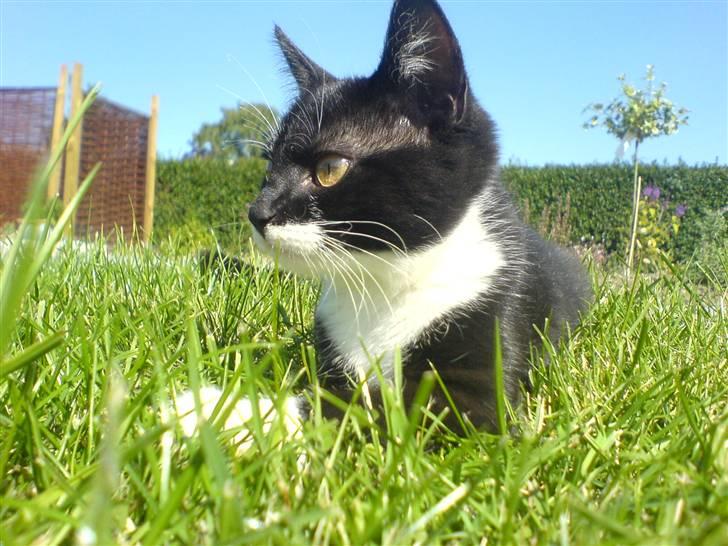 Huskat Sisse - Det er så dejligt at være i haven når solen skinner! billede 5