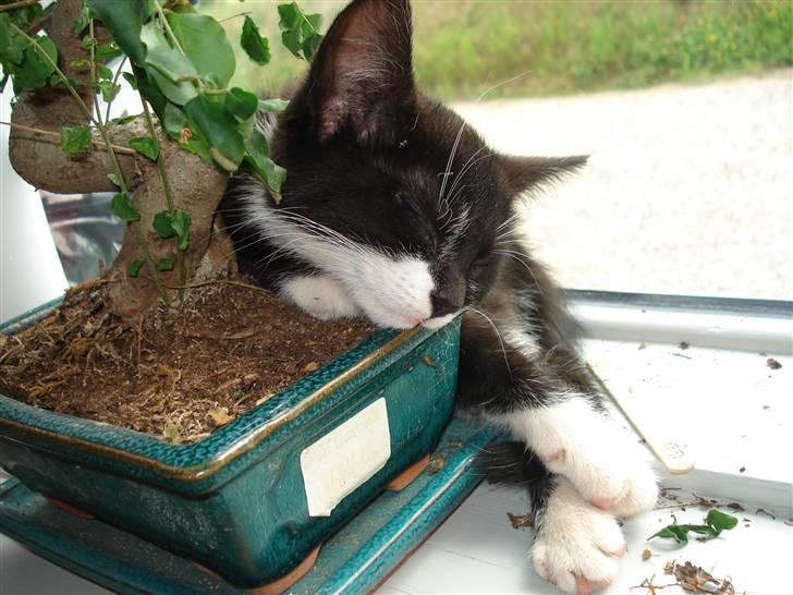 Huskat Sisse - Blev pludselig så søvnig....... billede 6