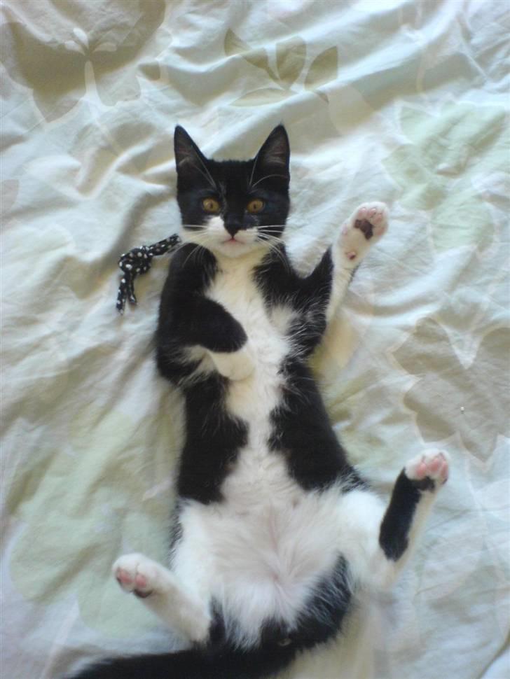 Huskat Sisse - Hvad gør man ikke for det perfekte billede!! billede 7