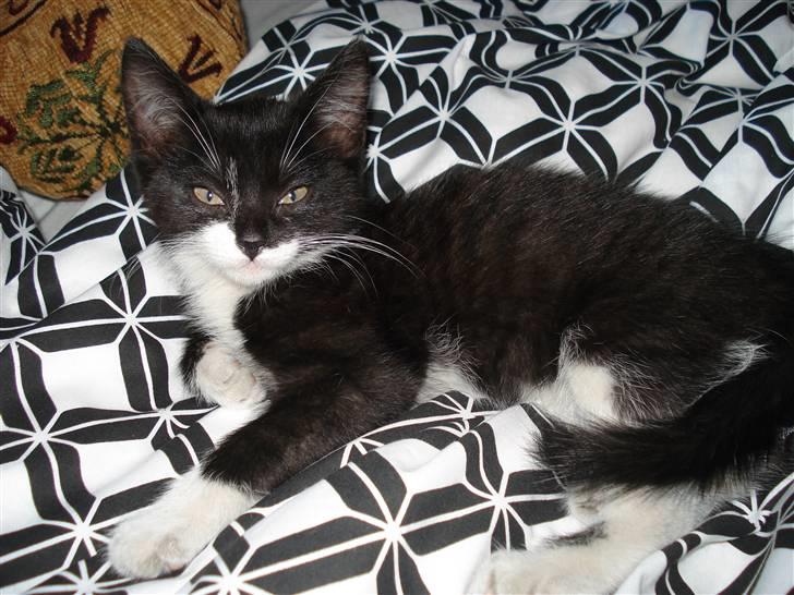 Huskat Sisse - Det her var en af de første dage i mit nye hjem billede 8