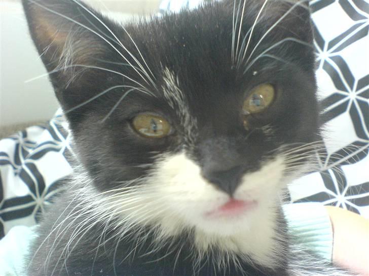 Huskat Sisse - Lige vågnet... Gab! billede 9