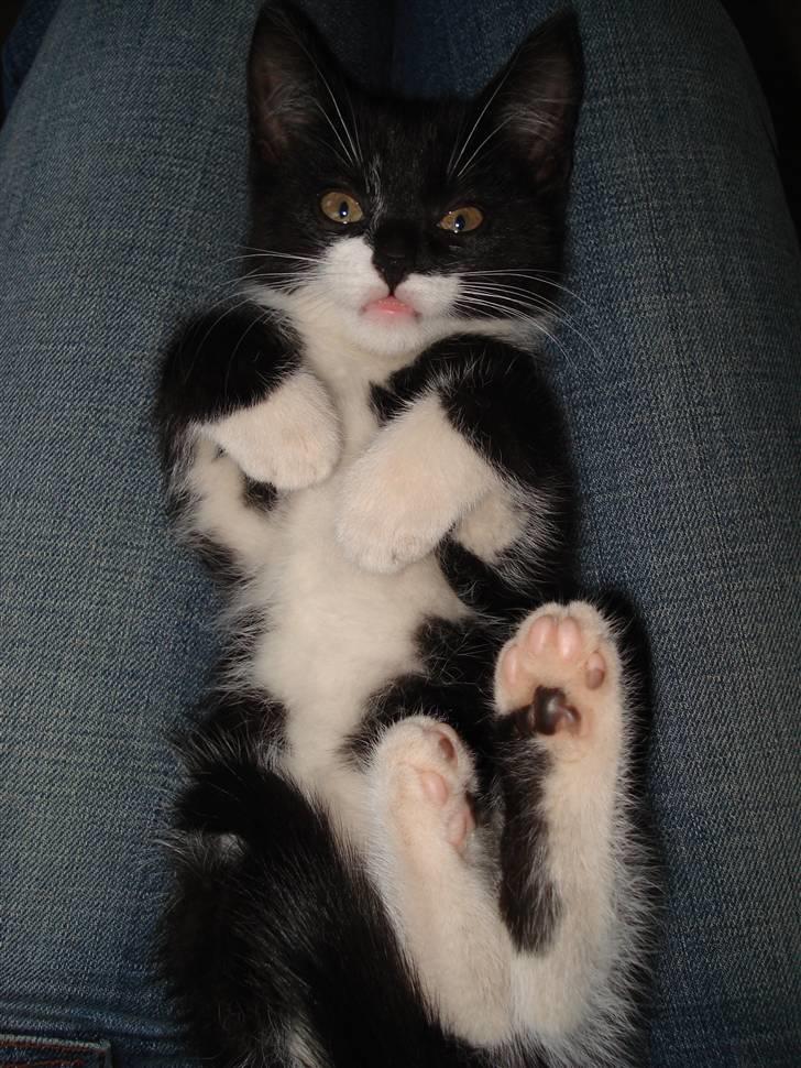 Huskat Sisse - Jeg ligger lige og sover ved mor billede 10