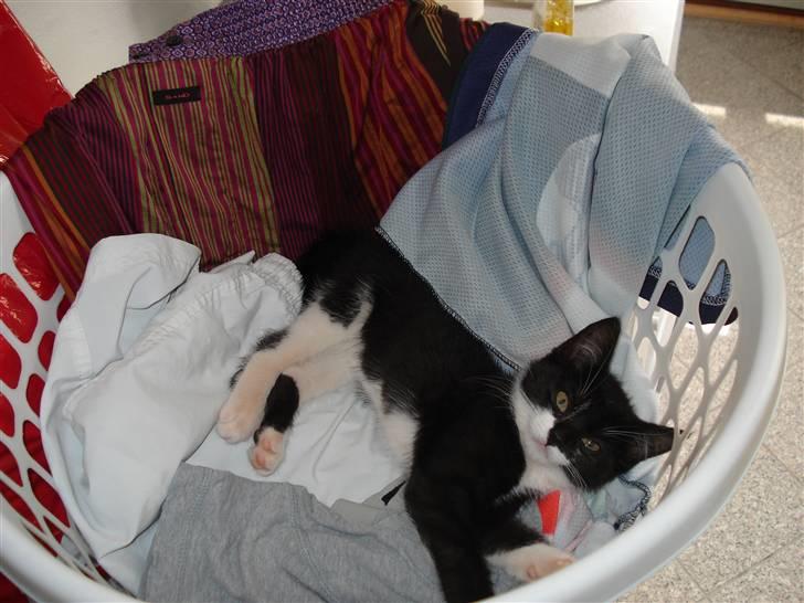 Huskat Sisse - Der er ikke noget bedre end nyvasket tøj! billede 11