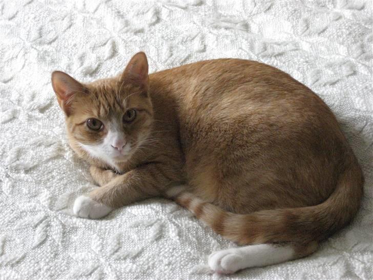 Huskat tøsen - det er så rart at ligge og slappe af billede 6