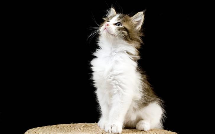 Maine Coon Vitha's kuld billede 8