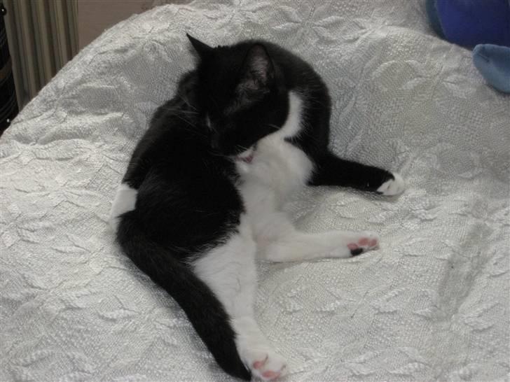 Huskat basse - jeg må heller vaske mig så jeg kan blive flotter billede 7