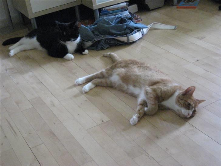 Huskat basse - øv hun gider ikke lege fangelej mere det var ellers lige så sjovt billede 8