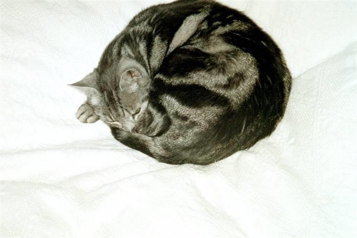 Europé Aske (R.I.P) - Dette er Aske i min mors seng, han elsker at rulle sig sammen til en kugle. billede 1
