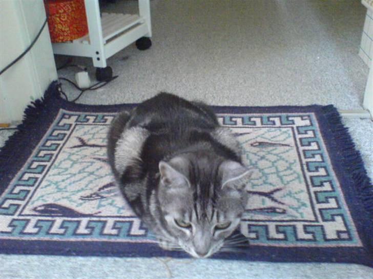 Europé Aske (R.I.P) - Her er Aske på mit græske gulvtæppe. billede 2