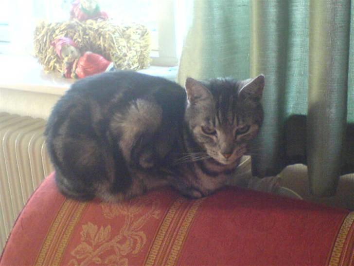 Europé Aske (R.I.P) - Aske, på sit yndlingssted: armlænnet til sofaen. billede 3