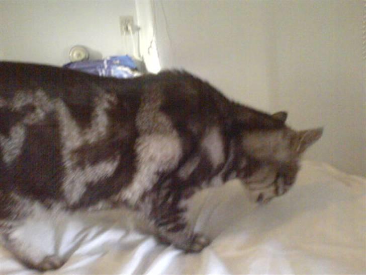 Europé Aske (R.I.P) - Her finder Aske sig til rette i min seng. billede 4