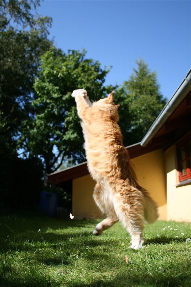 Maine Coon Kicki - Rest in love billede 7