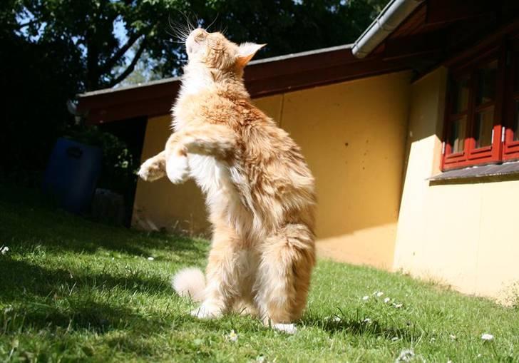 Maine Coon Kicki - Rest in love billede 8