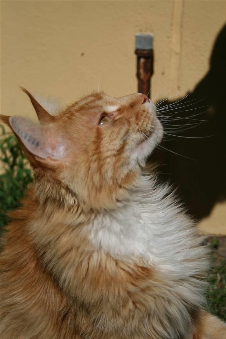 Maine Coon Kicki - Rest in love billede 9