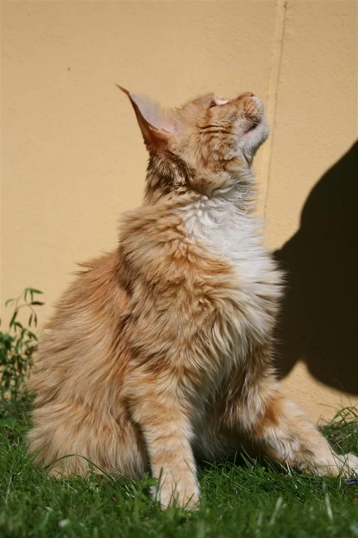 Maine Coon Kicki - Rest in love billede 10
