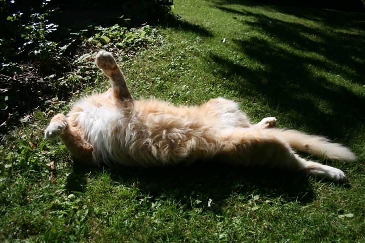 Maine Coon Kicki - Rest in love billede 11